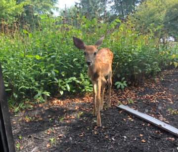 This little cutie paid us a visit this morning! 🦌